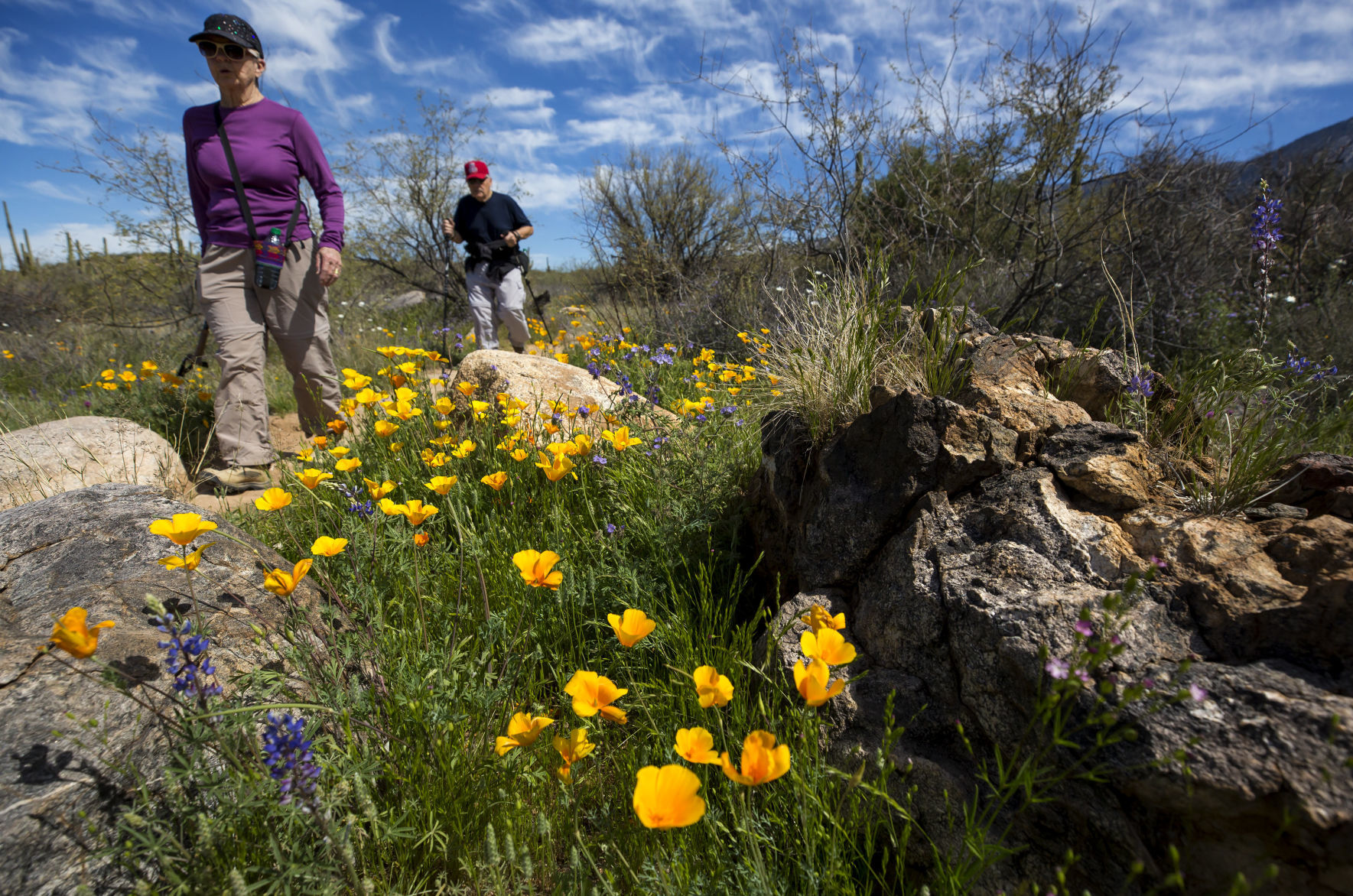Wildflowers around Tucson, 2020